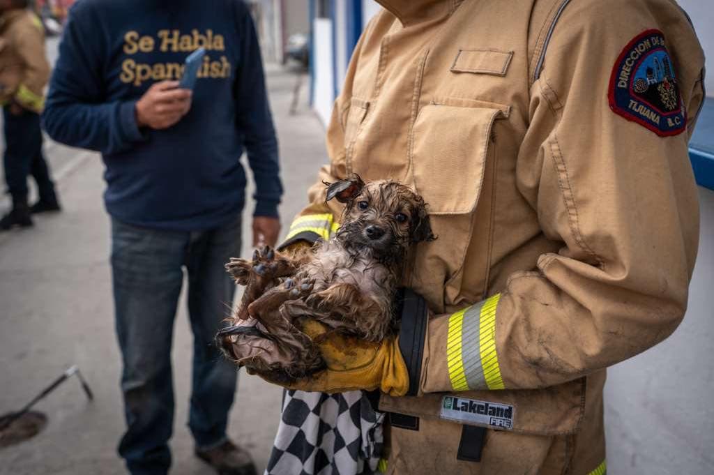 Bomberos rescatan a cachorro atrapado en tubería de la Zona Centro